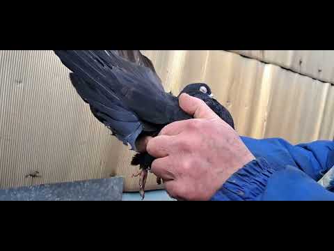 Видео: Лишние голуби николаевские