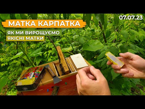 Видео: Вирощуємо якісні матки. Карпатка і деталі про вивід.