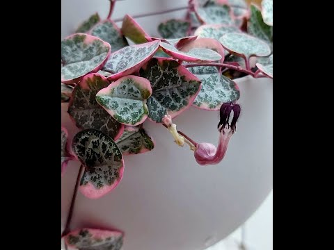 Видео: №94. Пересаживаю черенки Церопегии.