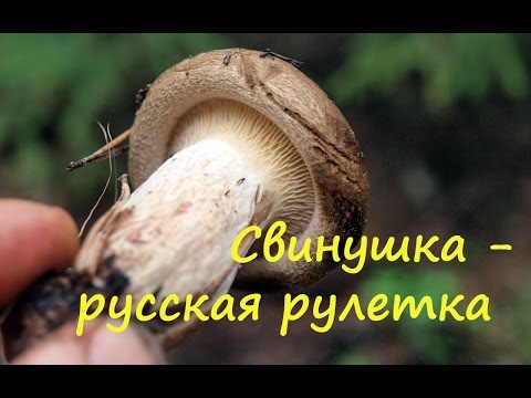 Видео: Свинушка - это русская рулетка.