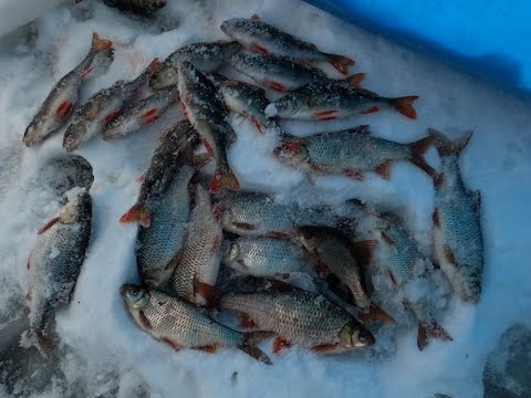 Видео: Белоярское 19.12.23