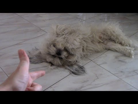 Видео: Как научить собаку команде умри | Дрессировка ши тцу