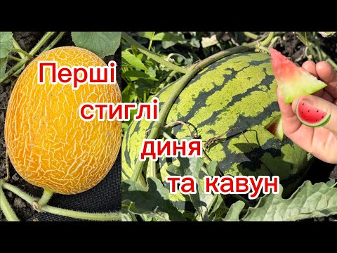 Видео: Стигнуть кавуни та дині. Полтавщина 21 липня 2025.
