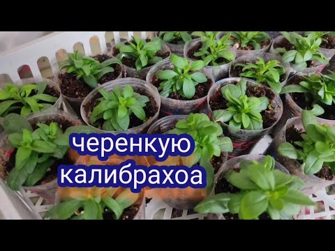 Видео: Черенкую калибрахоа Результат укоренения калибрахоа в кокосовых пробках