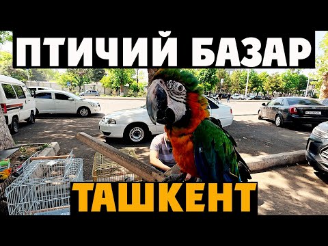 Видео: 🇺🇿 Ташкент: КАРАКАМЫШ Ярмарка — НИЗКИЕ Цены, ПТИЧИЙ РЫНОК и МИЛЫЕ ПЕРНАТЫЕ! 🛒🐦