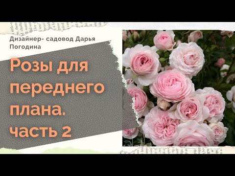 Видео: Четвёрка самых красивых роз флорибунда для парадной зоны