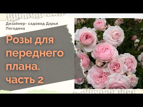 Видео: Четвёрка самых красивых роз флорибунда для парадной зоны