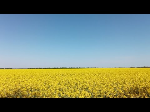 Видео: Пластини від кліща роблю сам