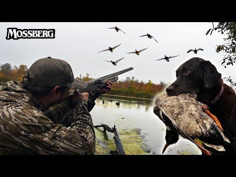 Видео: Поиск уток в условиях засухи | Охота на уток в начале сезона
