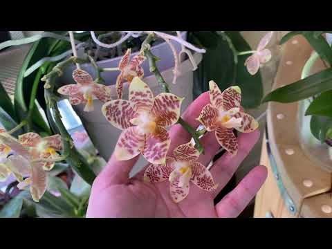 Видео: Обзор..