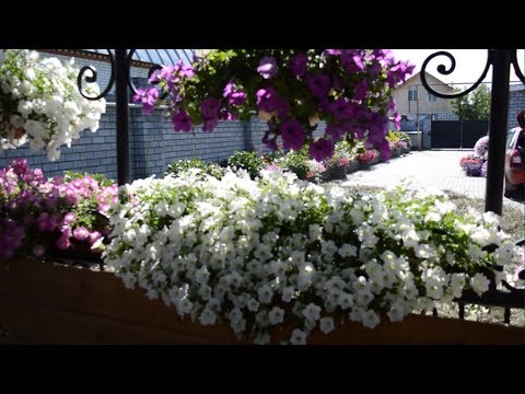 Видео: Цветение петунии в августе аномально холодного лета 2019 года