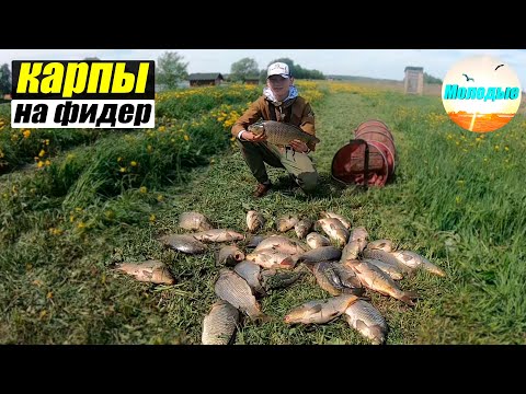 Видео: Ловля КАРПА на ФИДЕР / КАК поймать Карпа? / Рыбалка на ПЛАТНИКЕ!!!