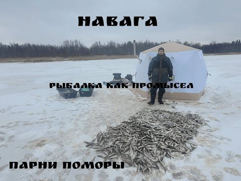 Видео: Навага  Рыбалка как промысел