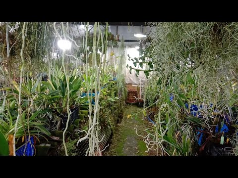 Видео: Мои Орхидеи в теплице, декабрь 2024 год. С праздником Дамы и Господа.