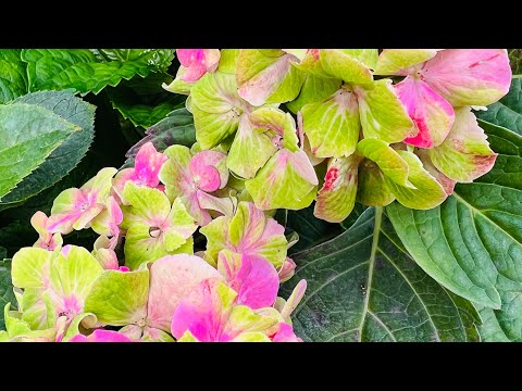 Видео: Крупнолистные гортензии в ассортименте. Заказ на Ватцап 89029906677 Красноярск.