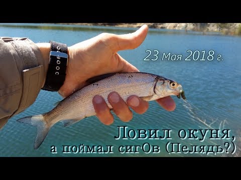 Видео: СИГ? ПЕЛЯДЬ? Откуда ОНИ взялись в этом озере?!! Да ещё и на СИЛИКОН клюют!