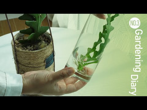 Видео: [Gardening Diary #3] Корни и стебли суккулентов Посадка в почву, трансформация стеблей