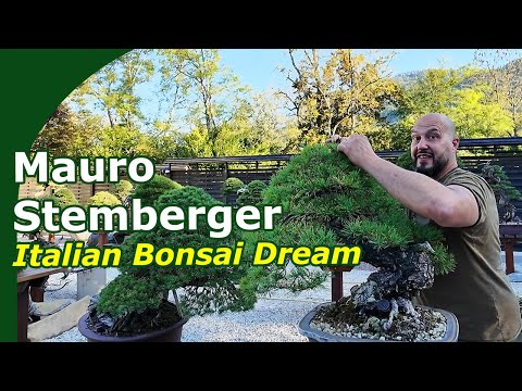 Видео: В беседе с Мауро Штембергером (The Italian Bonsai Dream)