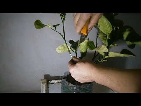 Видео: На примере Помело получаем из одного сразу три воздушным укоренением