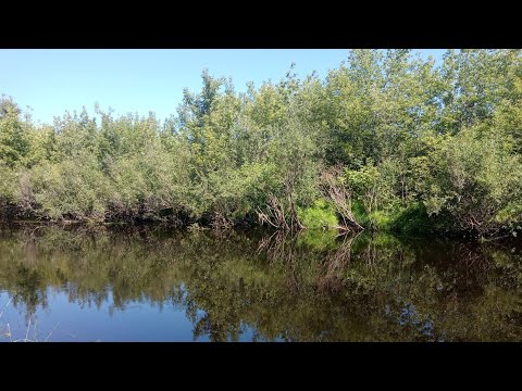 Видео: Под этими кустами стоят щуки. Рыбалка на щуку 2024. Щука на вертушку.