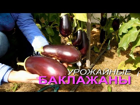 Видео: УРОЖАЙНЫЕ сорта БАКЛАЖАНОВ для открытого грунта! Советы от ЗЕЛЕНОГО ОГОРОДА!