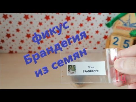 Видео: фикус Брандегия из семян личный опыт выращивания / пополнение коллекции