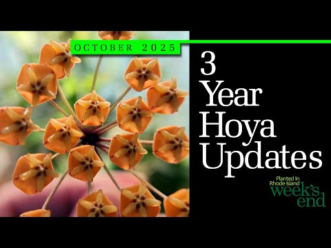 Видео: ОБНОВЛЕНИЯ HOYA ЗА 3 ГОДА | Lacunae Hollow, Sickle Hollow, Latifolia Hollow, Folded Hollow и другие!