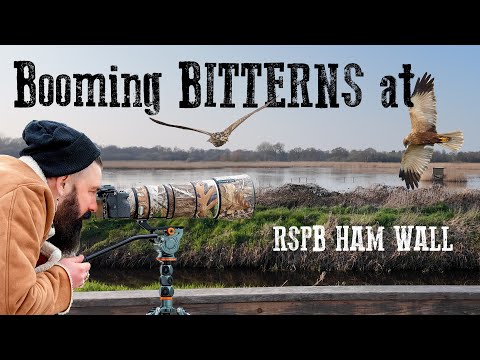 Видео: Громыхающие выпи в Королевском обществе защиты птиц (RSPB)