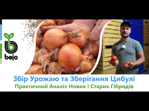 Видео: Повний аналіз нових гібридів цибулі. Як хвороби та засуха впливають на врожай цибулі