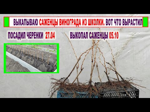 Видео: 🍇 Выкапываю САЖЕНЦЫ ВИНОГРАДА ИЗ ШКОЛКИ. Очень ПРОСТОЙ СПОСОБ! Что делать с саженцами осенью?