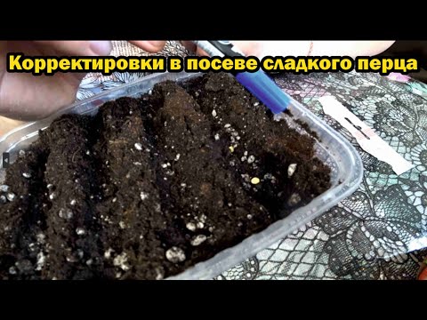 Видео: Новшества при посеве сладкого перца