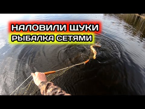 Видео: Удачная РЫБАЛКА СЕТЯМИ на ОЗЕРЕ | наловили ЩУКИ и СОРОГИ