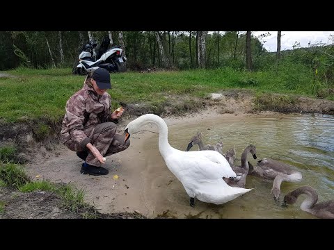 Видео: ЛОВЛЯ ЩУКИ НА НОВОМ ВОДОЕМЕ !!! ЗНАКОМСТВО С НЕОБЫЧНЫМИ ДРУЗЬЯМИ ))) !!!
