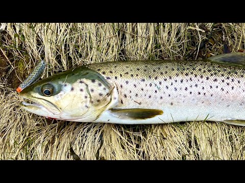 Видео: Форелевое Эльдорадо! ОТКРЫТИЕ! Ловля Форели в Норвегии с берега