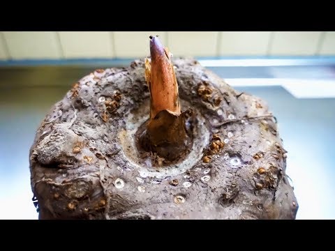 Видео: Konjac - японская уличная еда