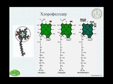 Видео: Хлоропластың құрылымдық компонентері және олардың қызметтері