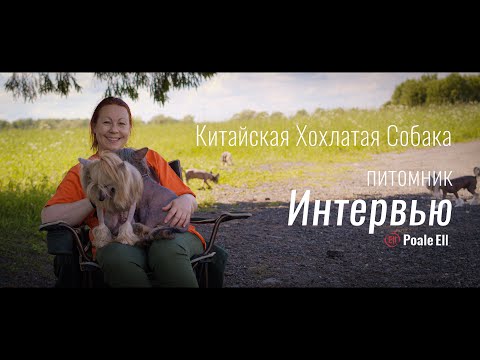 Видео: Китайская хохлатая собака. Интервью с заводчиком. Питомник Poale Ell.