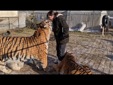 Видео: Тигромама наконец-то приехала!)