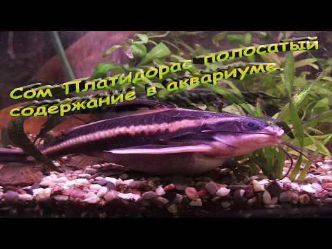 Видео: Платидорас полосатый содержание. Сомики аквариумные.