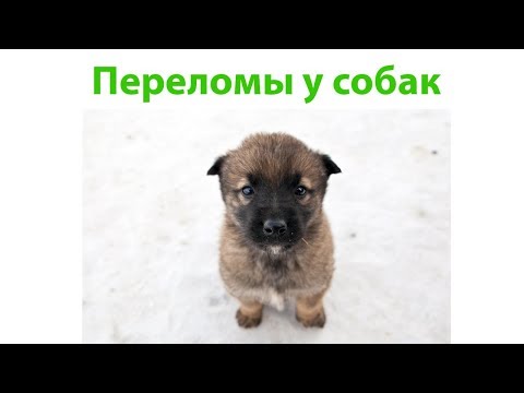 Видео: Перелом У Собаки & Как Помочь Собаке При Переломе. Ветклиника Био-Вет