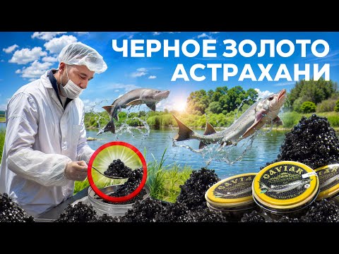 Видео: Как делают чёрную икру. Бизнес на черной икре. Разведение осетра