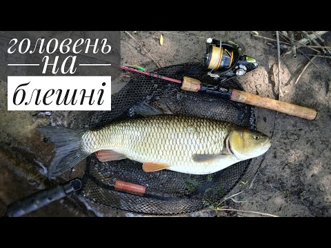 Видео: Головень на блешні. Риболовля на річці зі спінінгом.