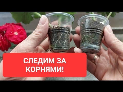 Видео: Жирные здоровые корни у пеларгоний это так легко! не тянем с пересадкой!