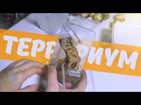 Видео: Сверчки, муринус и ферреро роше!