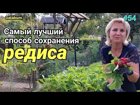 Видео: Супер способ сохранения Редиса / Отличный Способ сохранения Редиса свежим на долго. @galabum