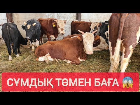 Видео: НЕ ДЕГЕН АРЗАН БАҒА, ҚАШАР, БАСПАК, БҰҚА, СИЫР, БАҒАЛАРЫ.