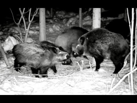Видео: Психованные самки выгоняют секача.