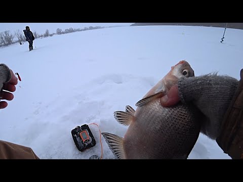 Видео: ПОДЛЕЩИК и ГУСТЕРА на мормышку весом 5гр! Зимняя рыбалка на ОКЕ 2023!