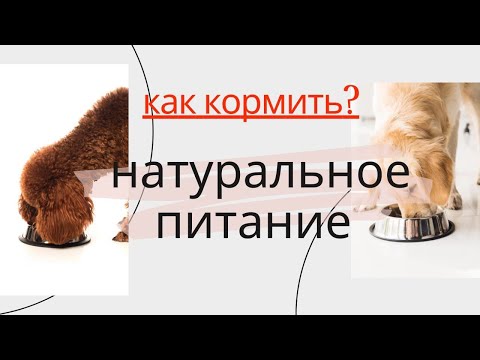 Видео: НАТУРАЛЬНОЕ ПИТАНИЕ: ДОРОГО? КАК РАССЧИТАТЬ? ОШИБКИ В КОРМЛЕНИИ И ПЕРЕХОД.