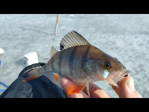 Видео: НАДЕРБАНИЛИ С СЫНОМ ОКУНЯ! Рыбалка озеро Ик, Омская область (часть 1)